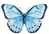 Autocollant papillon bleu pas cher