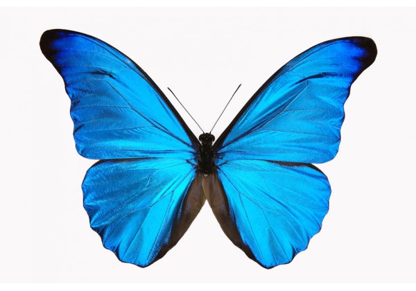 Autocollant papillon bleu pas cher 