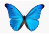 Sticker papillon bleu muraux