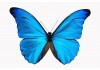 Sticker papillon bleu