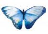 Sticker papillon bleu avec blanc
