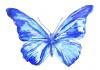 Sticker papillon bleu