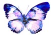 Sticker papillon violet