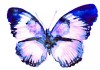 Autocollant papillon violet