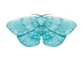 Sticker papillon bleu clair