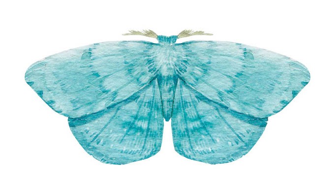 Stickers muraux Fleurs et papillons 42 x 30cm Ocre,bleu,rose,vert