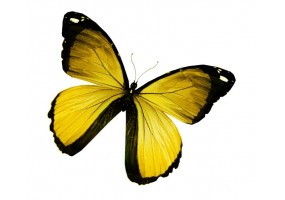 Sticker papillon jaune