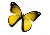 Sticker papillon jaune