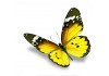 Sticker papillon jaune