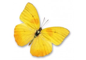 Autocollant papillon jaune
