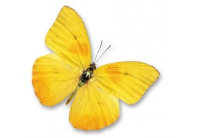 Sticker papillon jaune
