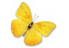 Autocollant papillon jaune