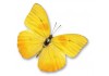 Sticker papillon jaune