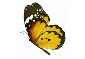 Sticker papillon