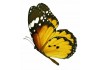 Sticker papillon mural jaune