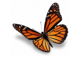 papillon sticker orange