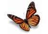 papillon sticker orange