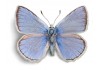Sticker papillon