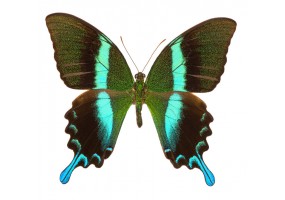 Sticker papillon pas cher