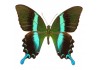 Sticker papillon pas cher