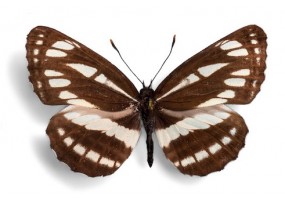 Sticker papillon marron
