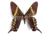 Sticker papillon marron