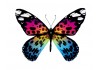 Sticker papillon multicolore