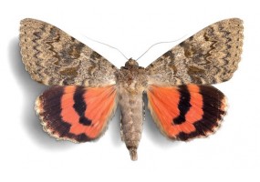 Sticker papillon orange