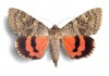 Sticker mural papillon orange