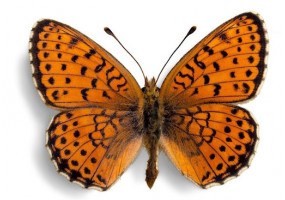 Sticker papillon orange deco murale