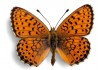 Sticker papillon orange deco murale