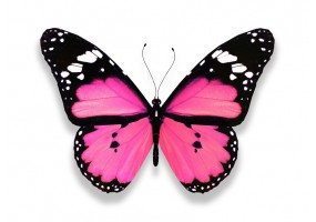 Sticker papillon rose