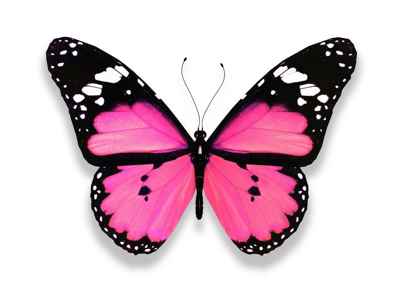 Stickers Deco Papillon Rose Stickers Deco Papillon Rose