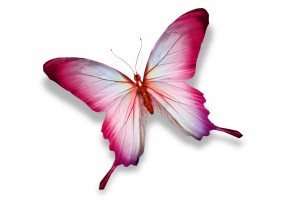 Sticker papillon rose