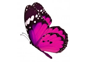 Sticker papillon rose