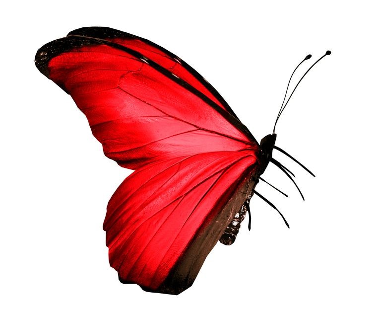 てぃんくる Le reve du papillon rouge 版画 Amazon.fr - Le Rêve du papillon (Espaces Libres