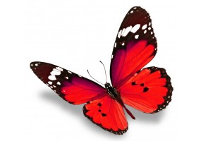 Autocollant papillon rouge