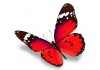 Autocollant papillon rouge