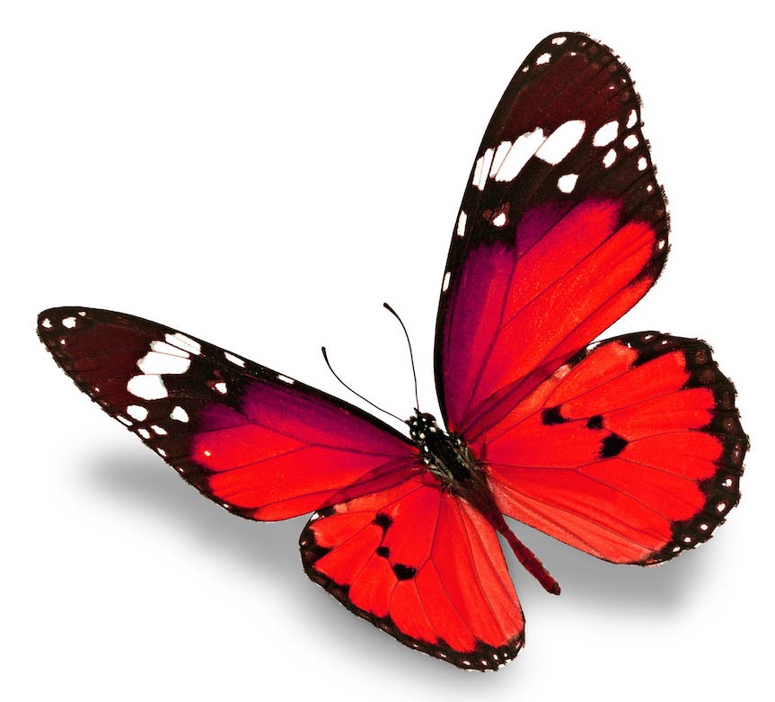 Autocollant papillon rouge 