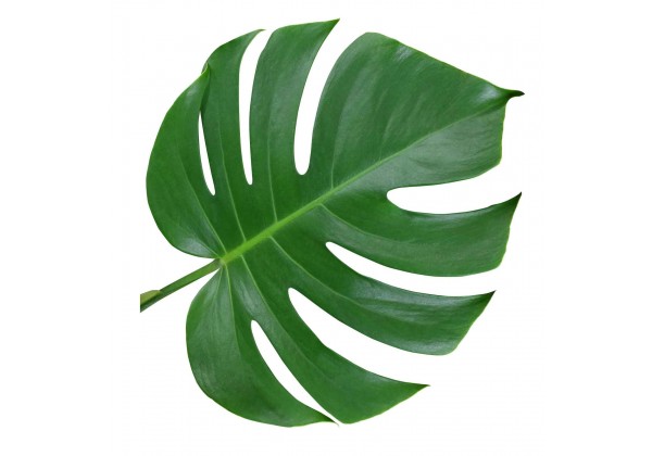 Feuilles Sticker Mural Plante Verte Sticker Autocollant Feuilles