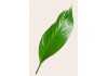 Sticker feuille tropicale verte