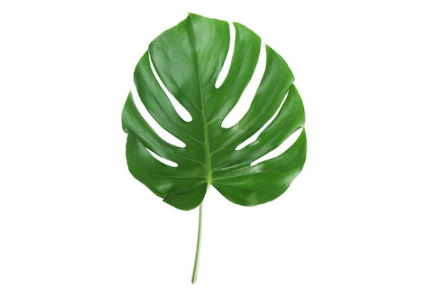 Sticker feuilles tropicales
