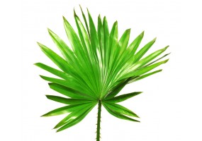 Sticker feuille de palmier