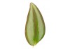 Sticker feuille vegetaux vert