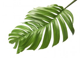 Sticker feuille palmier vegetal