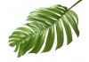 Sticker feuille palmier vegetal