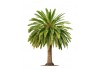 Stickers muraux palmier plage