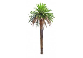 Sticker palmier