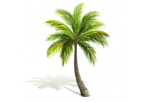 Sticker palmier