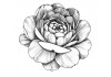 Sticker pivoine noir blanc deco